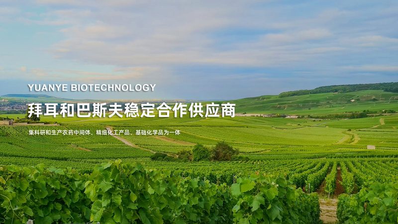 磷酸化抗体WB二抗匹配：关键因素与选择策略**